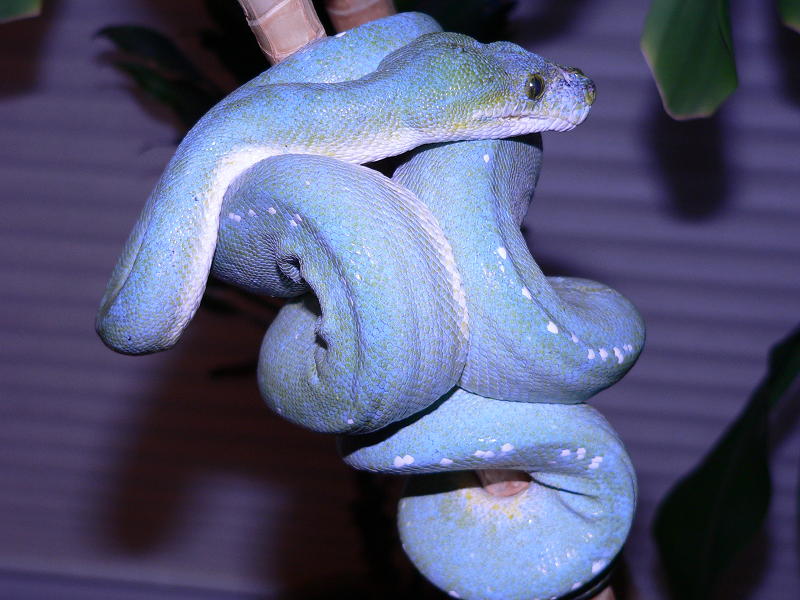 blue male green tree python