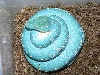 blue female on eggs