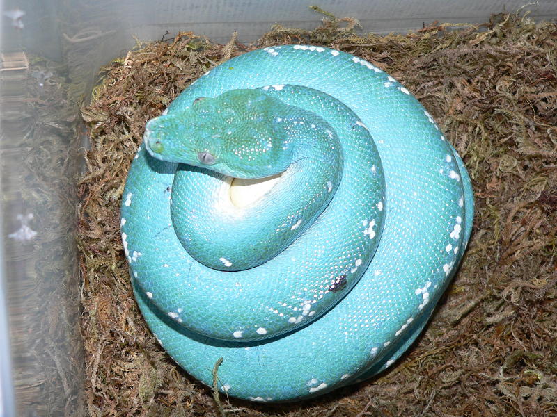 blue female on eggs