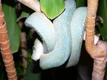 blue male