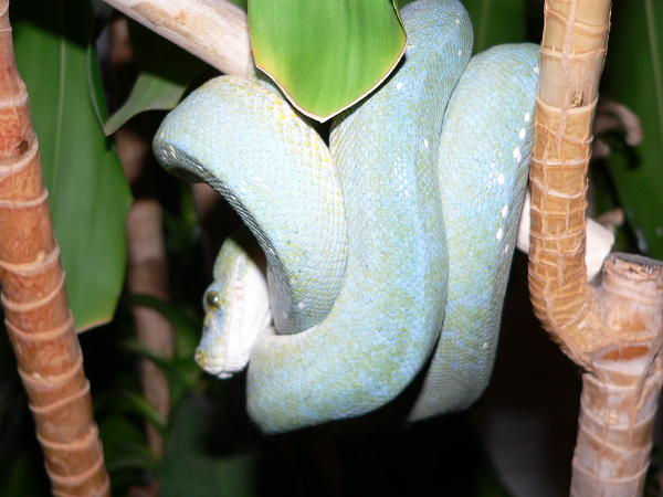blue male
