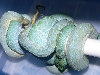 blue pair breeding