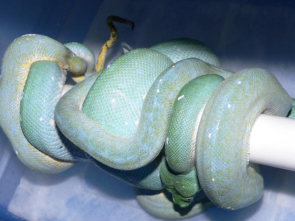 blue pair breeding
