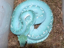 blue female ready to lay