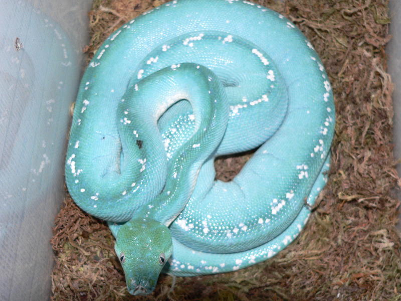 blue female ready to lay