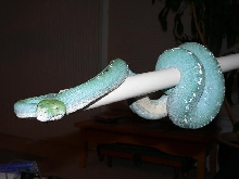 blue female