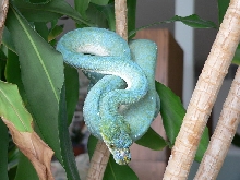 blue phase male