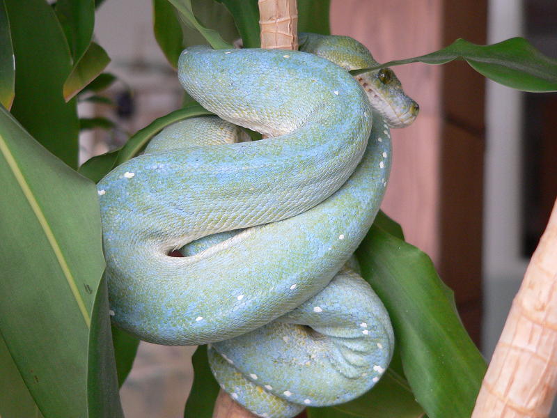blue male green tree python