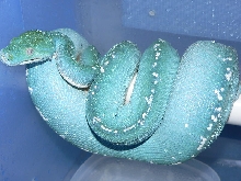 blue female green tree python