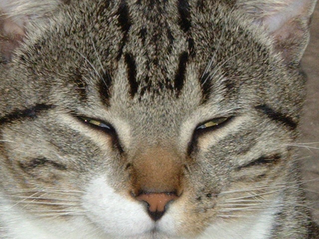 My Egyptian Mau