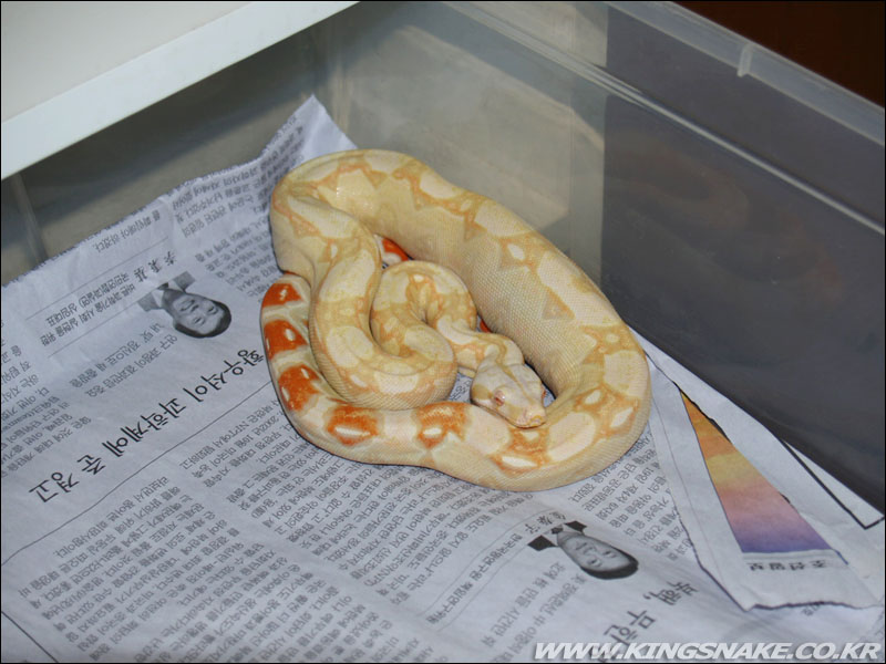 Albino boa