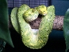 Biak male