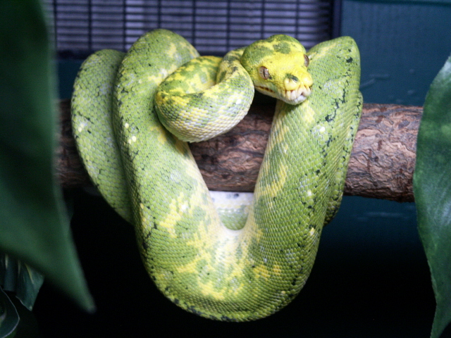 Biak male