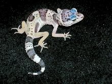 piebald baby