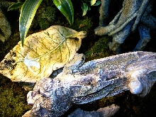 Big Eye Tree Frog