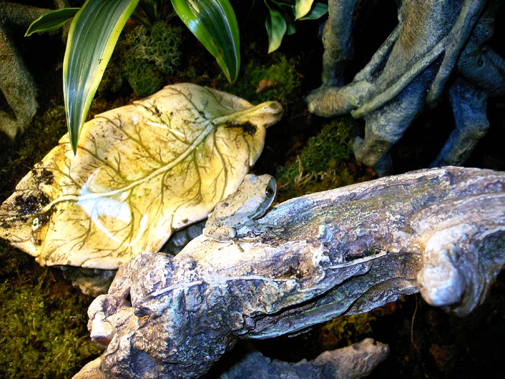 Big Eye Tree Frog