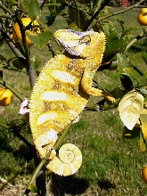 Vieled Chameleon - R.I.P. (2000-2005)