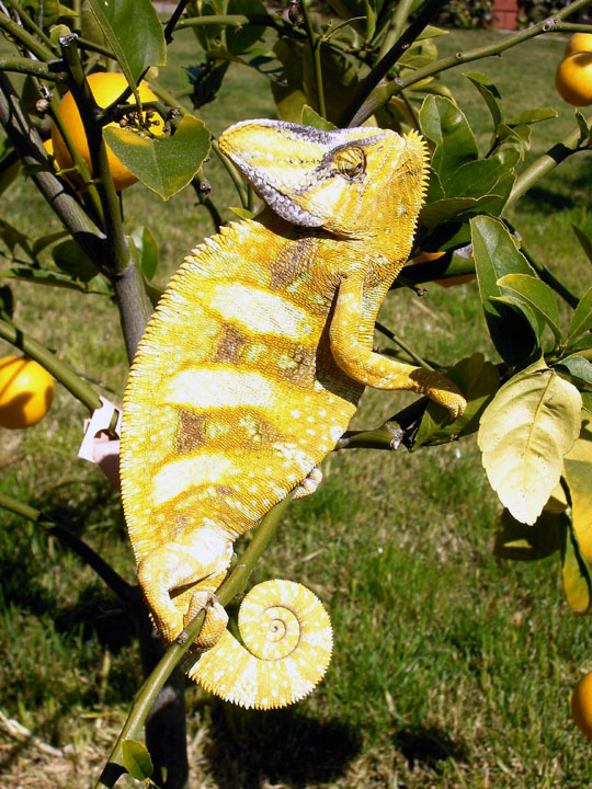 Vieled Chameleon - R.I.P. (2000-2005)