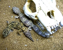 Leo Pair
