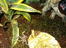 Three tree frogs
