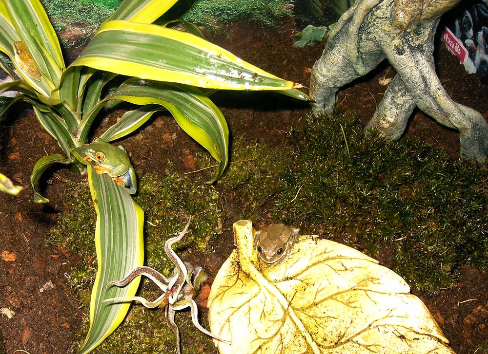 Three tree frogs