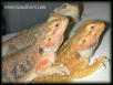Pogona vitticeps