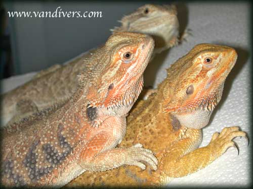 Pogona vitticeps