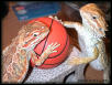 Basketball?