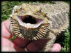 Female Bearded Dragon with Beard Display.