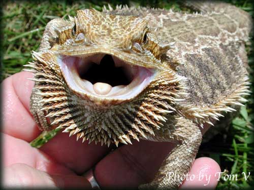 Female Bearded Dragon with Beard Display.