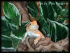 Young Female Bearded Dragon.