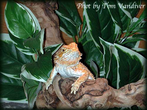 Young Female Bearded Dragon.