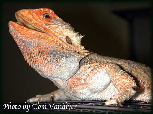 Puff at 6 years old.