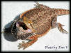Young Red Female Bearded Dragon.