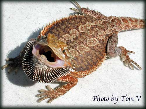 Young Red Female Bearded Dragon.