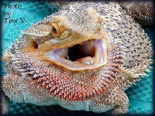 Bearded Dragon Yawn.