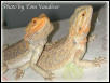 Male & Female Bearded Dragons.