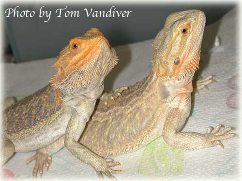 Male & Female Bearded Dragons.