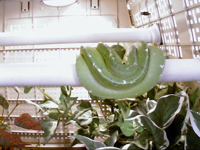green tree