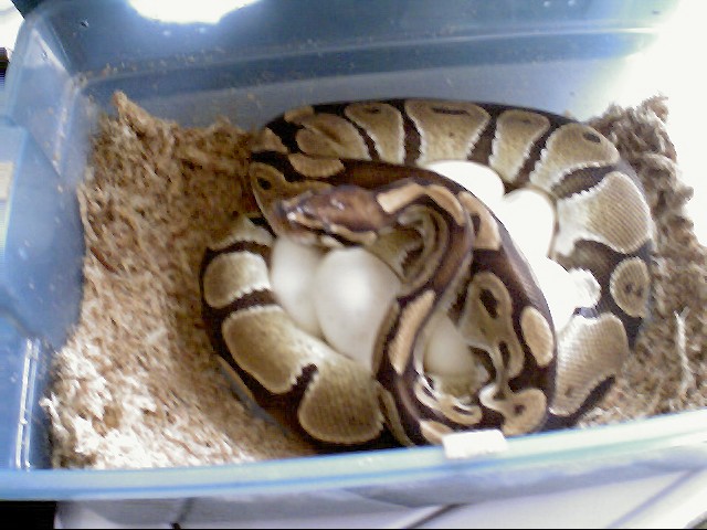 ball python with eggs
