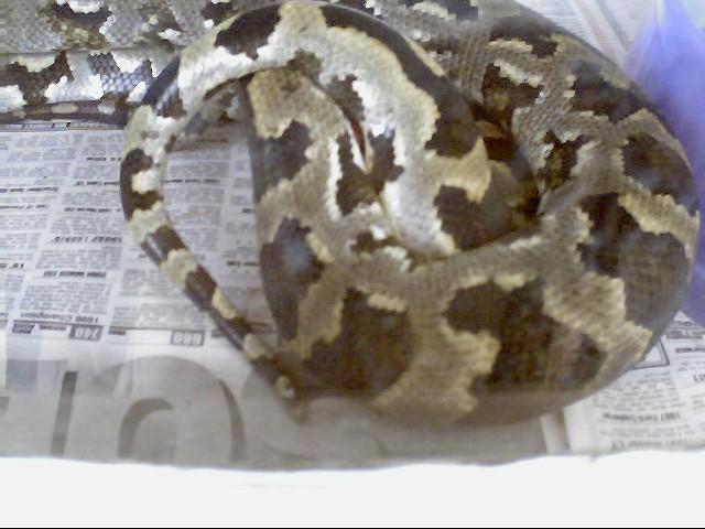 cylonese copulation