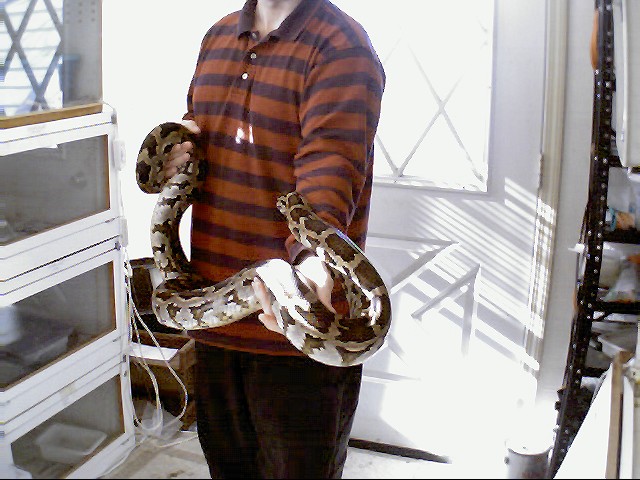 cylonese python