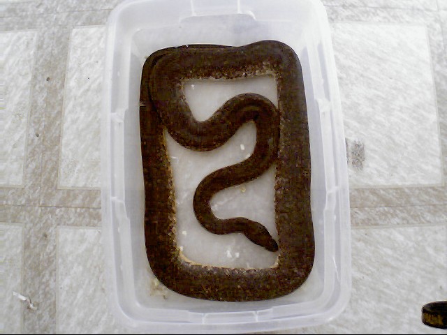 Savu python
