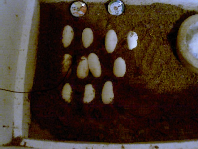 Savu eggs