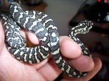 ssscales 05' Female Jungle