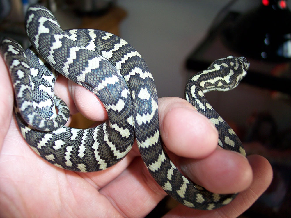 ssscales 05' Female Jungle