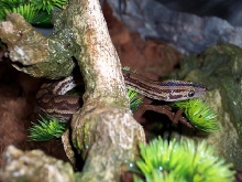 Venezuelan Rainbow Boa