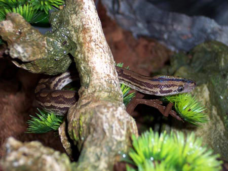 Venezuelan Rainbow Boa