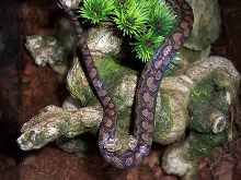 Venezuelan Rainbow Boa