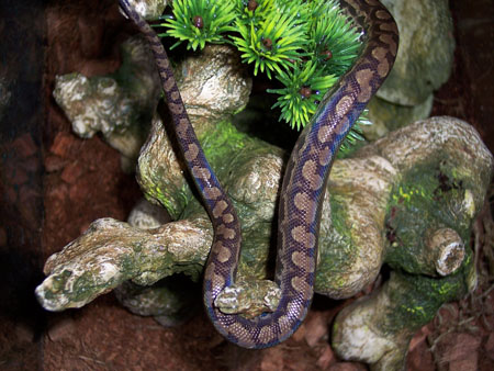 Venezuelan Rainbow Boa